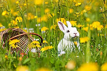 Easter bunny with eggs on a meadow in spring