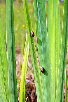two snails on sheet to sedge