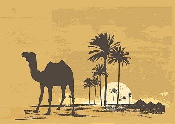 Vector illustration of  sunset in african desert. Camel and palms on grunge background