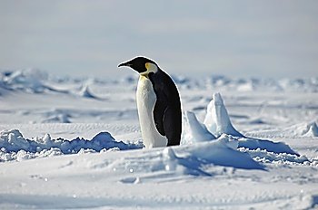 Standing penguin