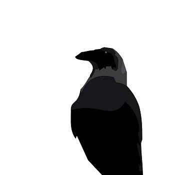 Realistic illustration of black raven - vector