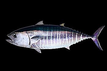 Bluefin tuna isolated on black background real fish Thunnus thynnus