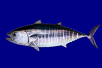 Bluefin tuna isolated on blue background real fish Thunnus thynnus