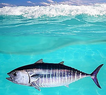 Bluefin tuna fish Thunnus thynnus underwater swimming in sea