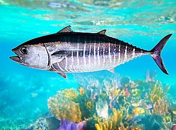 Bluefin tuna fish Thunnus thynnus underwater swimming in sea