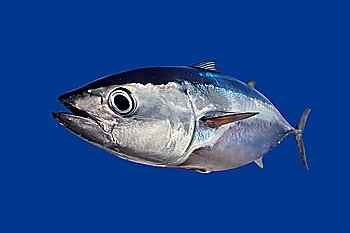Bluefin tuna Thunnus thynnus fish isolated on blue background 