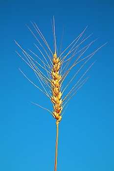 wheat on blue sky