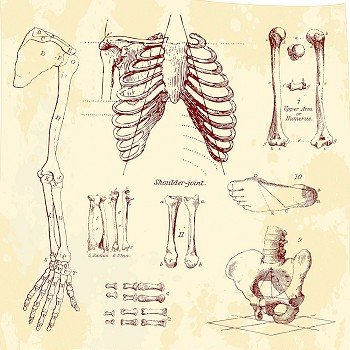 Human bones, vintage vector set
