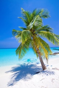 Maldives.  Palm tree bent above waters of ocean.  
