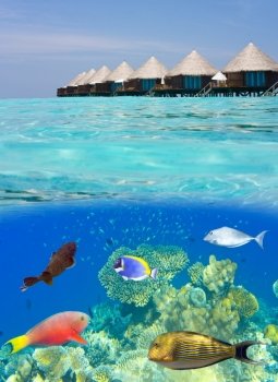 Maldives. Water villas and the underwater world with small fishes in corals