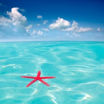 Red starfish floating on perfect tropical sea in ripple beach