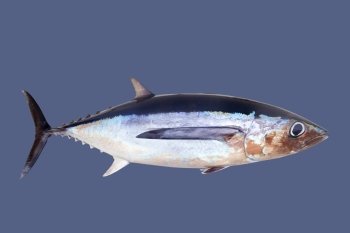 Albacore tuna fish Thunnus Alalunga isolated on gray