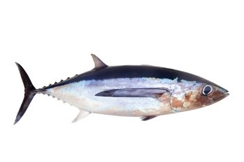 Albacore tuna fish Thunnus Alalunga isolated on white