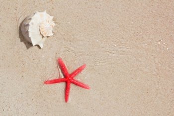 seashell and starfish in white sand beach as summer vacation symbols