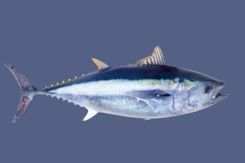 Bluefin tuna Thunnus thynnus saltwater fish islated on gray