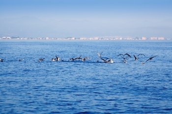 blue sea seagulls hunting and eating sardine fish on ocean