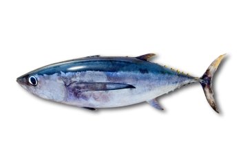 Albacore tuna Thunnus alalunga fish isolated on white