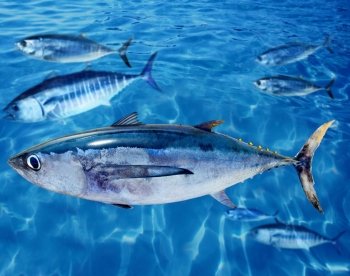 Albacore Thunnus alalunga fish between bluefin tuna school