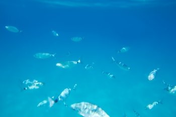 Saddled bream fish school underwater mediterranean in balearic islands