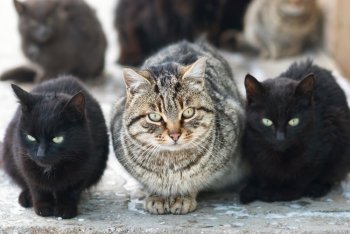 Group of cats sitting and looking at camera