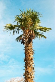 Palm tree.