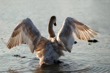 Swan. Cygnus olor.