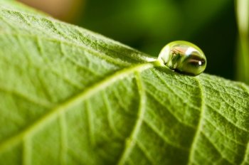 water drop on fresh green leaf on blurred background