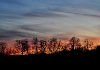 tree silhouettes agains a colorful sunset