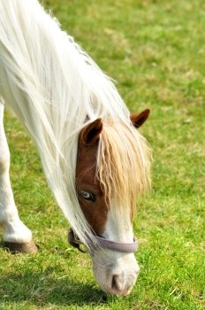 a horse eating green grass , close up