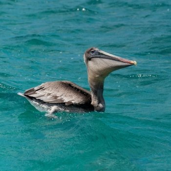 Brown pelican (Pelecanus occidentalis) swimming, San Cristobal Island, Galapagos Islands, Ecuador