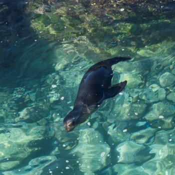 Galapagos sea lion (Zalophus californianus wollebacki) swimming, Punta Suarez, Espanola Island, Galapagos Islands, Ecuador