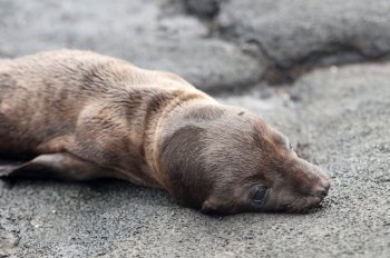 Fur seal pup lying on rock, Puerto Egas, Santiago Island, Galapagos Islands, Ecuador