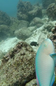 Parrotfish under water, Santa Cruz Island, Galapagos Islands, Ecuador