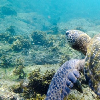 Sea turtle swimming underwater, Puerto Egas, Santiago Island, Galapagos Islands, Ecuador
