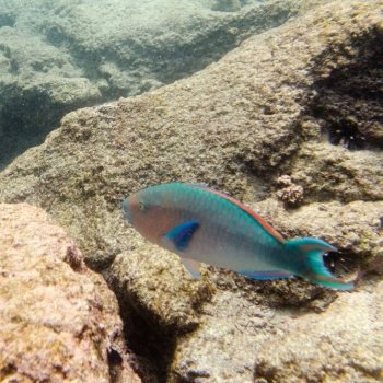 Parrotfish swimming underwater, Bartolome Island, Galapagos Islands, Ecuador