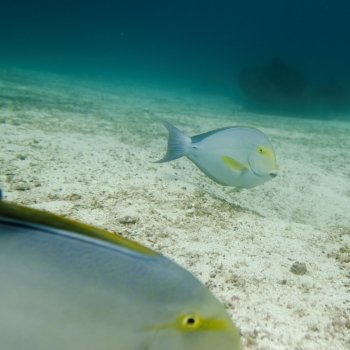 Two fish swimming underwater, Santa Cruz Island, Galapagos Islands, Ecuador