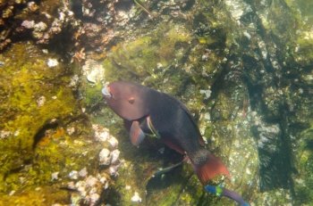 Parrotfish swimming underwater, Darwin Bay, Genovesa Island, Galapagos Islands, Ecuador