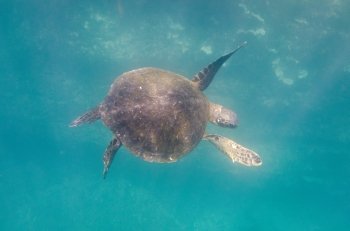 Sea turtle swimming underwater, Tagus Cove, Isabela Island, Galapagos Islands, Ecuador