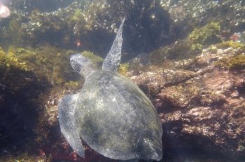 Sea turtle swimming underwater, Tagus Cove, Isabela Island, Galapagos Islands, Ecuador