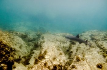 Whitetip Reef shark (Triaenodon Obesus) swimming underwater, Puerto Egas, Santiago Island, Galapagos Islands, Ecuador