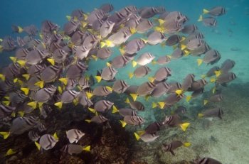 School of Surgeon fish (Zebrasoma flavescens) swimming underwater, Puerto Egas, Santiago Island, Galapagos Islands, Ecuador