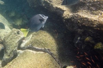 School of fish swimming underwater, Bartolome Island, Galapagos Islands, Ecuador