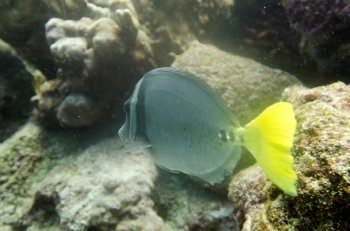 Surgeon fish (Zebrasoma flavescens) swimming underwater, Santa Cruz Island, Galapagos Islands, Ecuador