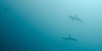 Three Whitetip Reef shark (Triaenodon Obesus) swimming underwater, San Cristobal Island, Galapagos Islands, Ecuador