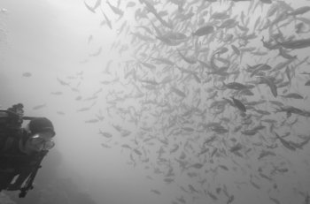Scuba diver and fish swimming underwater, Santa Cruz Island, Galapagos Islands, Ecuador