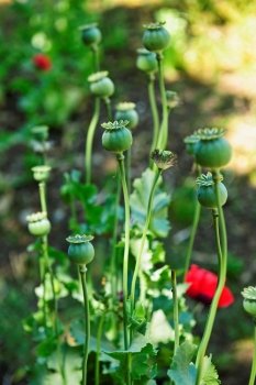 Tall green poppy pods and stems growing in garden