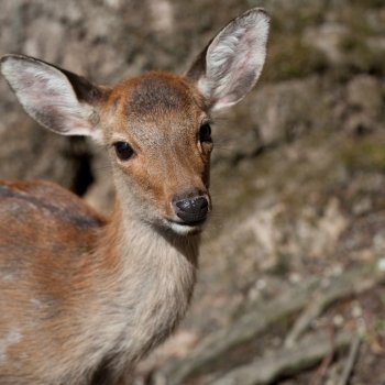 Close-up of a deer at Kasuga Taisha Shrine, Nara, Japan