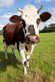 Normandy Cow