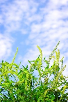 Flowering ragweed plant in closeup against blue sky, a common allergen