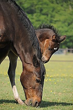 Close up of horse and foal